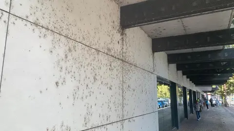 Los insectos 'toman' la estación de autobuses solo año y medio después de su reapertura.