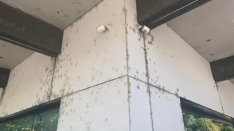 Los insectos 'toman' la estación de autobuses solo año y medio después de su reapertura.