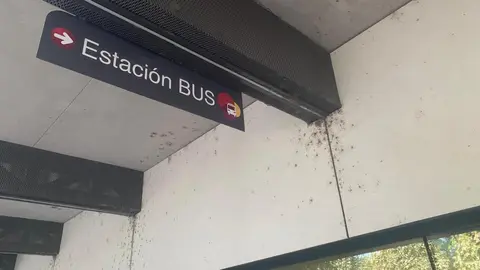 Los insectos 'toman' la estación de autobuses solo año y medio después de su reapertura.