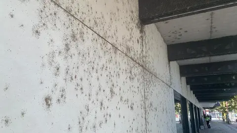 Los insectos 'toman' la estación de autobuses solo año y medio después de su reapertura.