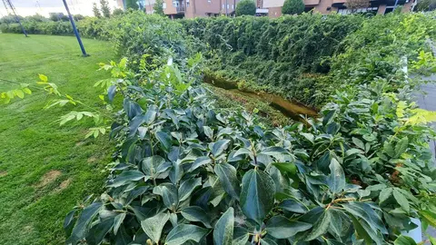 El canal de Carbosillo, concebido en origen como una infraestructura de cemento y agua intermitente, se ha convertido en un vergel insólito: un espacio donde plantas propias de la jardinería ornamental han echado raíces y creado un paisaje inesperado.