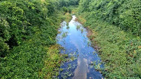 El canal de Carbosillo, concebido en origen como una infraestructura de cemento y agua intermitente, se ha convertido en un vergel insólito: un espacio donde plantas propias de la jardinería ornamental han echado raíces y creado un paisaje inesperado.