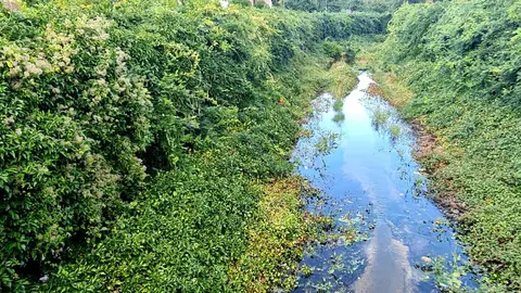 El canal de Carbosillo, concebido en origen como una infraestructura de cemento y agua intermitente, se ha convertido en un vergel insólito: un espacio donde plantas propias de la jardinería ornamental han echado raíces y creado un paisaje inesperado.
