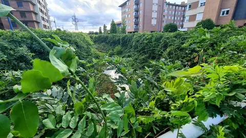 El canal de Carbosillo, concebido en origen como una infraestructura de cemento y agua intermitente, se ha convertido en un vergel insólito: un espacio donde plantas propias de la jardinería ornamental han echado raíces y creado un paisaje inesperado.