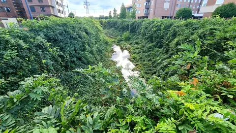 El canal de Carbosillo, concebido en origen como una infraestructura de cemento y agua intermitente, se ha convertido en un vergel insólito: un espacio donde plantas propias de la jardinería ornamental han echado raíces y creado un paisaje inesperado.
