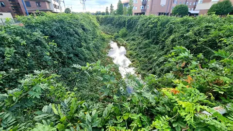 El canal de Carbosillo, concebido en origen como una infraestructura de cemento y agua intermitente, se ha convertido en un vergel insólito: un espacio donde plantas propias de la jardinería ornamental han echado raíces y creado un paisaje inesperado.