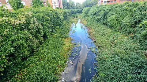 El canal de Carbosillo, concebido en origen como una infraestructura de cemento y agua intermitente, se ha convertido en un vergel insólito: un espacio donde plantas propias de la jardinería ornamental han echado raíces y creado un paisaje inesperado.