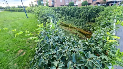 El canal de Carbosillo, concebido en origen como una infraestructura de cemento y agua intermitente, se ha convertido en un vergel insólito: un espacio donde plantas propias de la jardinería ornamental han echado raíces y creado un paisaje inesperado.