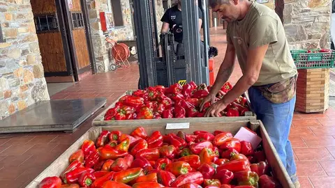 En el obrador del Palacio de Canedo, Prada a Tope ya ha comenzado la elaboración de los pimientos asados del Bierzo, “cosechados aquí en El Bierzo, nunca de otro sitio”, según explican desde la emblemática firma.