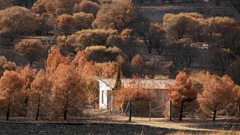 En medio de la desesperación crece la esperanza. Entre el caos, brotes verdes. Las imágenes recogidas por el fotógrafo Peio García en la localidad de Castrocalbón evidencian el duro proceso de reconstrucción tras el atroz fuego de este verano.