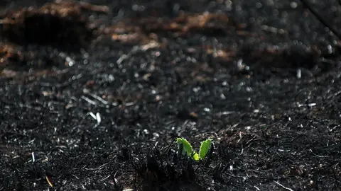 En medio de la desesperación crece la esperanza. Entre el caos, brotes verdes. Las imágenes recogidas por el fotógrafo Peio García en la localidad de Castrocalbón evidencian el duro proceso de reconstrucción tras el atroz fuego de este verano.