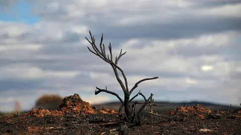 En medio de la desesperación crece la esperanza. Entre el caos, brotes verdes. Las imágenes recogidas por el fotógrafo Peio García en la localidad de Castrocalbón evidencian el duro proceso de reconstrucción tras el atroz fuego de este verano.