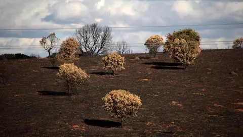 En medio de la desesperación crece la esperanza. Entre el caos, brotes verdes. Las imágenes recogidas por el fotógrafo Peio García en la localidad de Castrocalbón evidencian el duro proceso de reconstrucción tras el atroz fuego de este verano.
