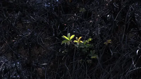 En medio de la desesperación crece la esperanza. Entre el caos, brotes verdes. Las imágenes recogidas por el fotógrafo Peio García en la localidad de Castrocalbón evidencian el duro proceso de reconstrucción tras el atroz fuego de este verano.