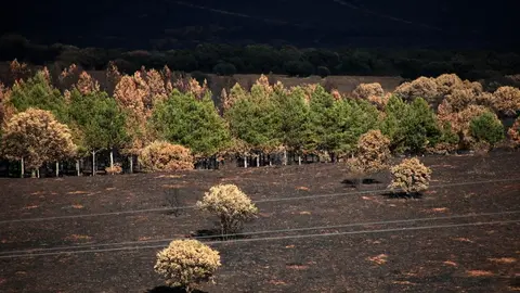 En medio de la desesperación crece la esperanza. Entre el caos, brotes verdes. Las imágenes recogidas por el fotógrafo Peio García en la localidad de Castrocalbón evidencian el duro proceso de reconstrucción tras el atroz fuego de este verano.