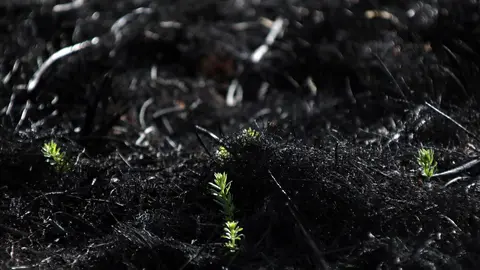 En medio de la desesperación crece la esperanza. Entre el caos, brotes verdes. Las imágenes recogidas por el fotógrafo Peio García en la localidad de Castrocalbón evidencian el duro proceso de reconstrucción tras el atroz fuego de este verano.