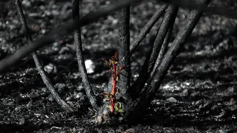 En medio de la desesperación crece la esperanza. Entre el caos, brotes verdes. Las imágenes recogidas por el fotógrafo Peio García en la localidad de Castrocalbón evidencian el duro proceso de reconstrucción tras el atroz fuego de este verano.