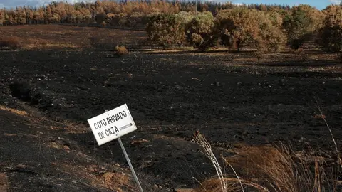 En medio de la desesperación crece la esperanza. Entre el caos, brotes verdes. Las imágenes recogidas por el fotógrafo Peio García en la localidad de Castrocalbón evidencian el duro proceso de reconstrucción tras el atroz fuego de este verano.