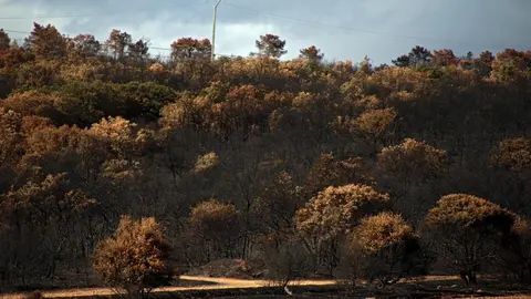 En medio de la desesperación crece la esperanza. Entre el caos, brotes verdes. Las imágenes recogidas por el fotógrafo Peio García en la localidad de Castrocalbón evidencian el duro proceso de reconstrucción tras el atroz fuego de este verano.