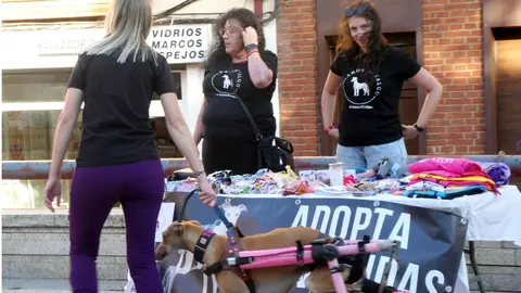 Éxito de la ReMásQFiesta en León con el lema 'Por un León más animal'. La plaza San Salvador del Nido reunió a decenas de personas en apoyo al Banco de Alimentos para Animales de Familias sin Recursos. Reportaje gráfico de Marien del Canto.