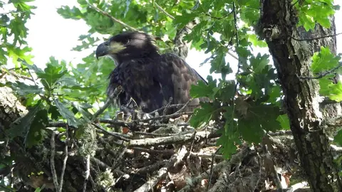El nacimiento de un pigargo europeo en la provincia de León supone un “hito histórico” para la biodiversidad española tras la extinción de este águila en el país. La ubicación concreta del nido no se ha desvelado para evitar cualquier perturbación para esta pareja primeriza de esta especie y su pollo.