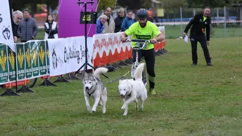 Tras el éxito de la pasada edición del Mushing Coyanza (en la imagen), este año la segunda edición se celebrará los días 18 y 19 de octubre en Valencia de Don Juan.