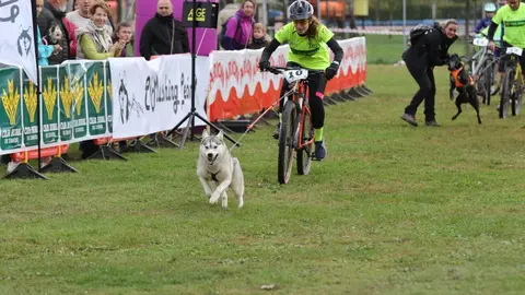 Tras el éxito de la pasada edición del Mushing Coyanza (en la imagen), este año la segunda edición se celebrará los días 18 y 19 de octubre en Valencia de Don Juan.