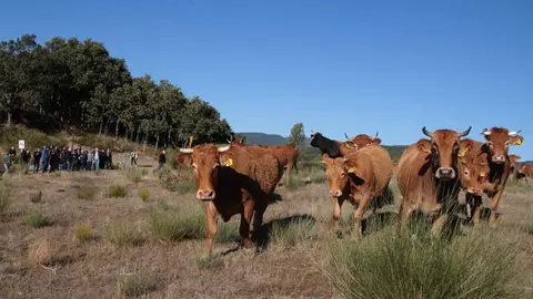El Gobierno de España pretende abonar antes de finales de año las ayudas destinadas a los agricultores y ganaderos que se han visto afectados por los incendios de este verano, según desveló hoy el ministro de Agricultura, Pesca y Alimentación, Luis Planas, en una visita a una de las explotaciones afectadas en la localidad de Tremor de Arriba, en el municipio de Igüeña. Fotos: Peio García