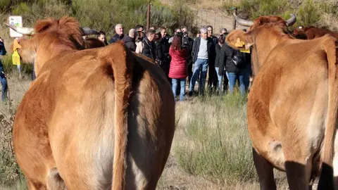El Gobierno de España pretende abonar antes de finales de año las ayudas destinadas a los agricultores y ganaderos que se han visto afectados por los incendios de este verano, según desveló hoy el ministro de Agricultura, Pesca y Alimentación, Luis Planas, en una visita a una de las explotaciones afectadas en la localidad de Tremor de Arriba, en el municipio de Igüeña. Fotos: Peio García