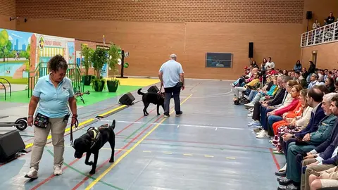 En el pabellón La Torre, más de 400 personas se acercaron este viernes para descubrir el día a día de los perros guía y el trabajo que hay detrás de su adiestramiento. La Fundación ONCE organizó la muestra bajo el lema 'Mucho más que un perro'.