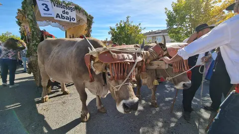 El primer domingo de San Froilán vuelve a situar a León en el centro de la tradición y la cultura popular. El Desfile de Pendones Concejiles, con más de 350 varas procedentes de 230 pueblos de la provincia, y la ceremonia del Foro u Oferta de Las Cantaderas marcan la jornada junto a los tradicionales carros engalanados.
