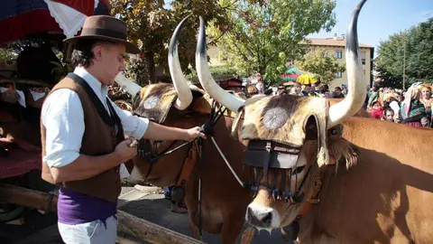 El desfile y concurso de carros engalanados completa la mañana del domingo en León en las fiestas de San Froilán. Foto: Peio García