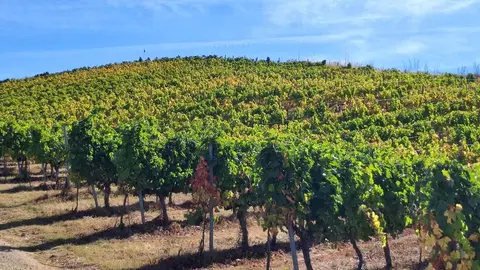 Ponfevin 2025 llenará Ponferrada de vino y música el 10 y 11 de octubre. La feria reunirá a 21 bodegas en el bulevar de la Rosaleda con degustaciones, música en directo y actividades para todos los públicos.