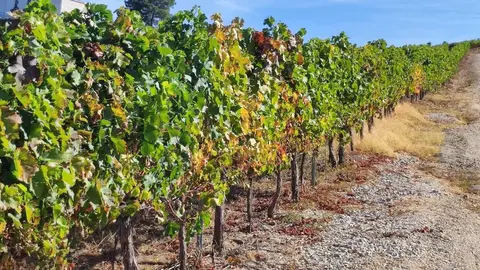 Ponfevin 2025 llenará Ponferrada de vino y música el 10 y 11 de octubre. La feria reunirá a 21 bodegas en el bulevar de la Rosaleda con degustaciones, música en directo y actividades para todos los públicos.