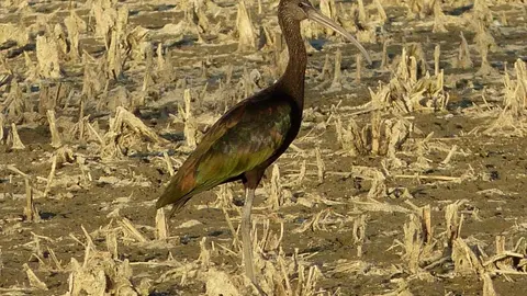 Ejemplar de morito, un ave que habita en las lagunas de Castilla y León. Foto: Juan Luis Hernández.
