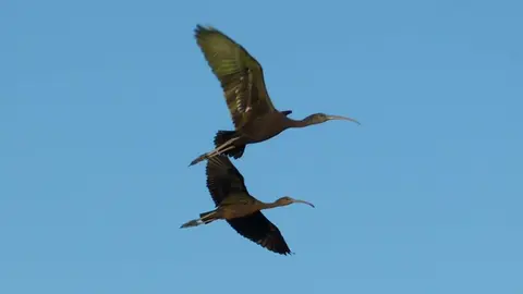 Ejemplar de morito, un ave que habita en las lagunas de Castilla y León. Foto: Juan Luis Hernández.