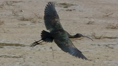 Ejemplar de morito, un ave que habita en las lagunas de Castilla y León. Foto: Juan Luis Hernández.