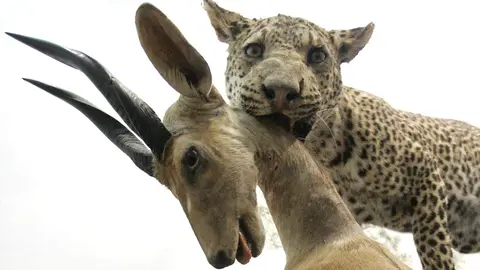El Museo de la Fauna Salvaje de Valdehuesa celebra dos décadas como referente mundial. Más de 600.000 visitantes y 8.000 especies naturalizadas avalan los veinte años de vida de un espacio único en plena montaña leonesa. Fotos: Campillo y Peio García