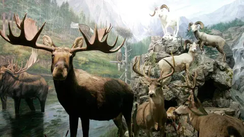 El Museo de la Fauna Salvaje de Valdehuesa celebra dos décadas como referente mundial. Más de 600.000 visitantes y 8.000 especies naturalizadas avalan los veinte años de vida de un espacio único en plena montaña leonesa. Fotos: Campillo y Peio García