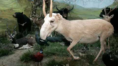 El Museo de la Fauna Salvaje de Valdehuesa celebra dos décadas como referente mundial. Más de 600.000 visitantes y 8.000 especies naturalizadas avalan los veinte años de vida de un espacio único en plena montaña leonesa. Fotos: Campillo y Peio García