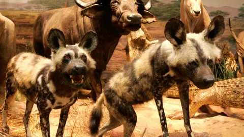 El Museo de la Fauna Salvaje de Valdehuesa celebra dos décadas como referente mundial. Más de 600.000 visitantes y 8.000 especies naturalizadas avalan los veinte años de vida de un espacio único en plena montaña leonesa. Fotos: Campillo y Peio García