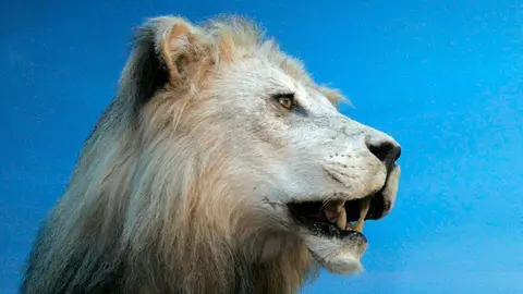 El Museo de la Fauna Salvaje de Valdehuesa celebra dos décadas como referente mundial. Más de 600.000 visitantes y 8.000 especies naturalizadas avalan los veinte años de vida de un espacio único en plena montaña leonesa. Fotos: Campillo y Peio García