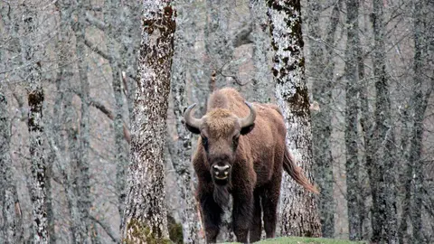El Museo de la Fauna Salvaje de Valdehuesa celebra dos décadas como referente mundial. Más de 600.000 visitantes y 8.000 especies naturalizadas avalan los veinte años de vida de un espacio único en plena montaña leonesa. Fotos: Campillo y Peio García