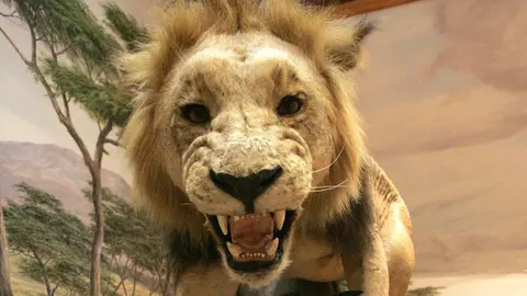 El Museo de la Fauna Salvaje de Valdehuesa celebra dos décadas como referente mundial. Más de 600.000 visitantes y 8.000 especies naturalizadas avalan los veinte años de vida de un espacio único en plena montaña leonesa. Fotos: Campillo y Peio García