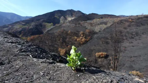 La Junta destinará 6,6 millones de euros a la reconstrucción íntegra de Lusio, afectada por los incendios forestales de este verano. El Gobierno autonómico reconstruirá nueve viviendas “devastadas” y construirá tres edificaciones más que cederá al Ayuntamiento para “fomentar el arraigo en el medio rural”. Foto: César Sánchez