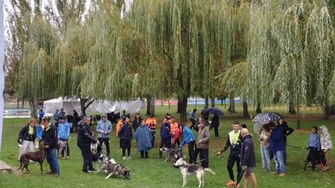 El mushing se consolida en Valencia de Don Juan con un gran campeonato.