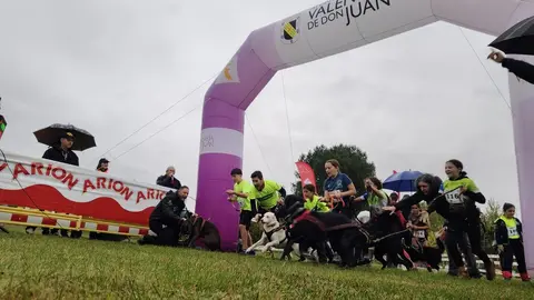 El mushing se consolida en Valencia de Don Juan con un gran campeonato.