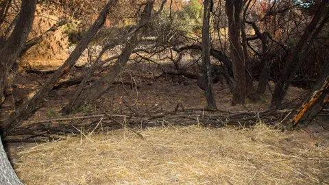 Más de un centenar de voluntarios “curan” el río Eria en la primera gran facendera de Tierras Quemadas. Vecinos de toda la provincia, junto a 45 voluntarios de Iberdrola, participaron en una jornada de trabajo comunitario en Pinilla de la Valdería para proteger el cauce del Eria, reforestar con especies autóctonas y preservar una antigua mina romana. Fotos: Isabel Turrado y María Jesús González