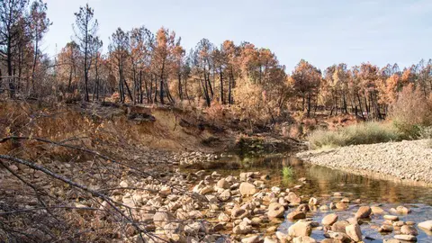 Más de un centenar de voluntarios “curan” el río Eria en la primera gran facendera de Tierras Quemadas. Vecinos de toda la provincia, junto a 45 voluntarios de Iberdrola, participaron en una jornada de trabajo comunitario en Pinilla de la Valdería para proteger el cauce del Eria, reforestar con especies autóctonas y preservar una antigua mina romana. Fotos: Isabel Turrado y María Jesús González