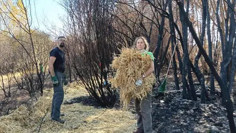 Más de un centenar de voluntarios “curan” el río Eria en la primera gran facendera de Tierras Quemadas. Vecinos de toda la provincia, junto a 45 voluntarios de Iberdrola, participaron en una jornada de trabajo comunitario en Pinilla de la Valdería para proteger el cauce del Eria, reforestar con especies autóctonas y preservar una antigua mina romana. Fotos: Isabel Turrado y María Jesús González